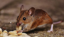 24 Hour & Emergency Exterminators in Braintree, MA